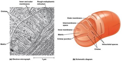 Mitochondrial structure: electron micrograph and schematic diagram