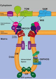 Mitochondrial protein import via TOM and TIM complexes