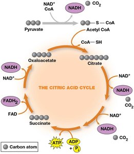 The citric acid cycle: main steps and products