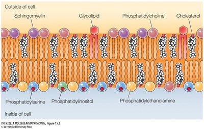 Membrane Lipid Distribution