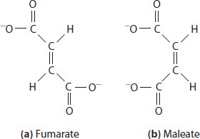Fumarate and maleate comparison