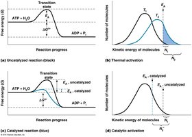 Comparison of catalyzed and uncatalyzed reactions