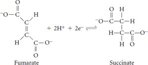 Succinate and fumarate reaction