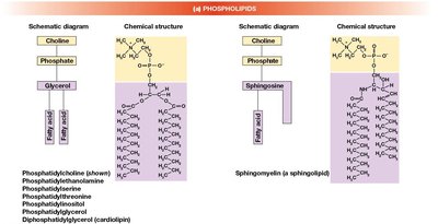 Diagram of phospholipids and sphingolipids