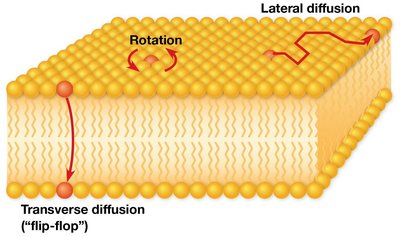 Diagram of lipid movement in membranes: lateral diffusion, rotation, and flip-flop