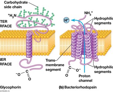 Diagram of glycoproteins and their role in cell recognition