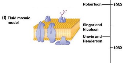 Timeline of membrane models including lipid bilayer and fluid mosaic model