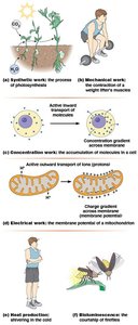 Examples of cellular work: photosynthesis, muscle contraction, active transport, membrane potential, heat production, bioluminescence