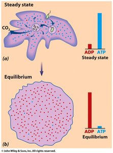 Comparison of steady state and equilibrium for ATP/ADP ratio