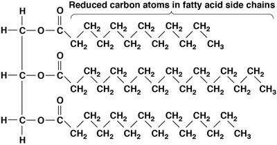 Reduced carbon atoms in fatty acid side chains