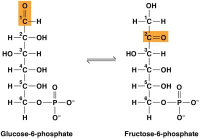 Isomerization of glucose-6-phosphate to fructose-6-phosphate