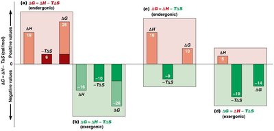 Free energy changes in endergonic and exergonic reactions