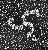 Clathrin triskelions and coat structure