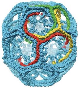 Clathrin coat composed of triskelions