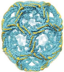 Clathrin coat composed of triskelions