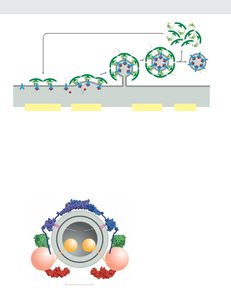 Model for retromer assembly on endosomal membranes