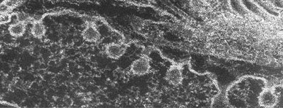 Role of dynamin in pinching off clathrin-coated vesicles