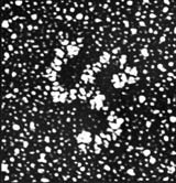 Clathrin triskelions and coat structure