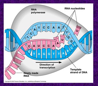 Prokaryotic RNA polymerase and promoter