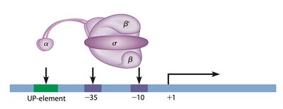 Prokaryotic promoter sequences