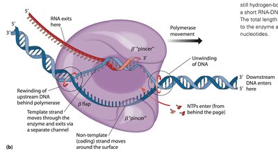 Elongation of transcription