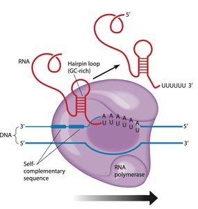 Direction of transcription