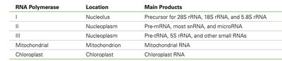 RNA polymerase table