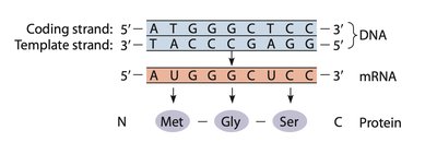 RNA polymerase II structure