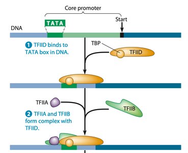 Eukaryotic transcription initiation