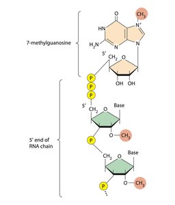 mRNA processing: methyl cap and polyA tail