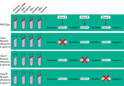 Beadle & Tatum experiment