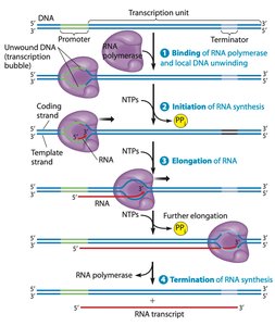 Transcription stages overview