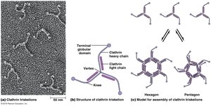 Clathrin triskelion structure and assembly