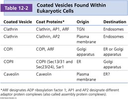 Table of coated vesicles in eukaryotic cells