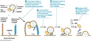 SNARE-mediated vesicle fusion
