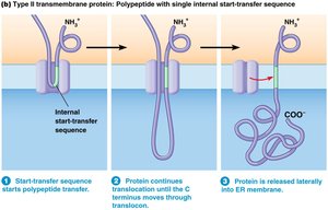 Internal start-transfer sequence mechanism