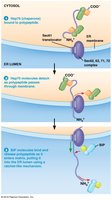 Posttranslational import mechanism