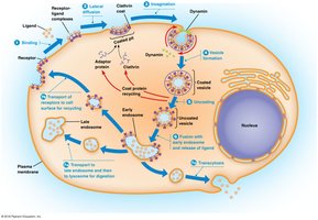 Receptor-mediated endocytosis pathway