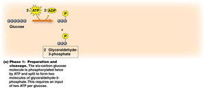 Phase 1 of glycolysis: Preparation and cleavage