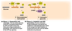 Phase 2 of glycolysis: Oxidation and ATP generation