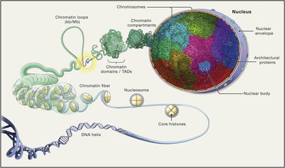 Diagram of hierarchical chromatin organization from DNA helix to nucleus