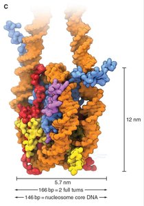 Structure of the nucleosome core particle with histone proteins and DNA