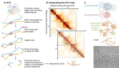 Hi-C experimental workflow and contact map showing TADs and compartments
