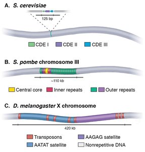 CENP-A and CENP-B in centromere structure
