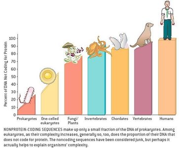 Bar graph showing percent of DNA not coding for protein across taxa