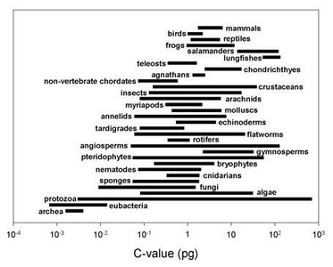 C-value variation across taxa