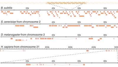 Gene density across different organisms and chromosomes