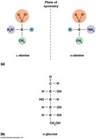 L- and D- forms of alanine and glucose