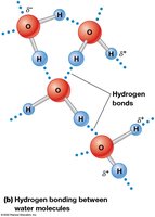 Hydrogen bonding between water molecules