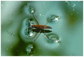 Water strider demonstrating surface tension